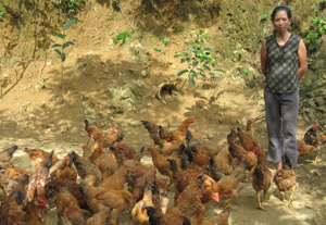 Sau khi được đào tạo nghề chăn nuôi gà, nhiều hộ dân xóm Nà Mười đã vay vốn, đầu tư phát triển chăn nuôi gà tại gia đình. 


